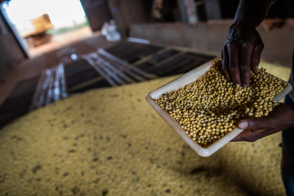 grãos de soja pós colheita