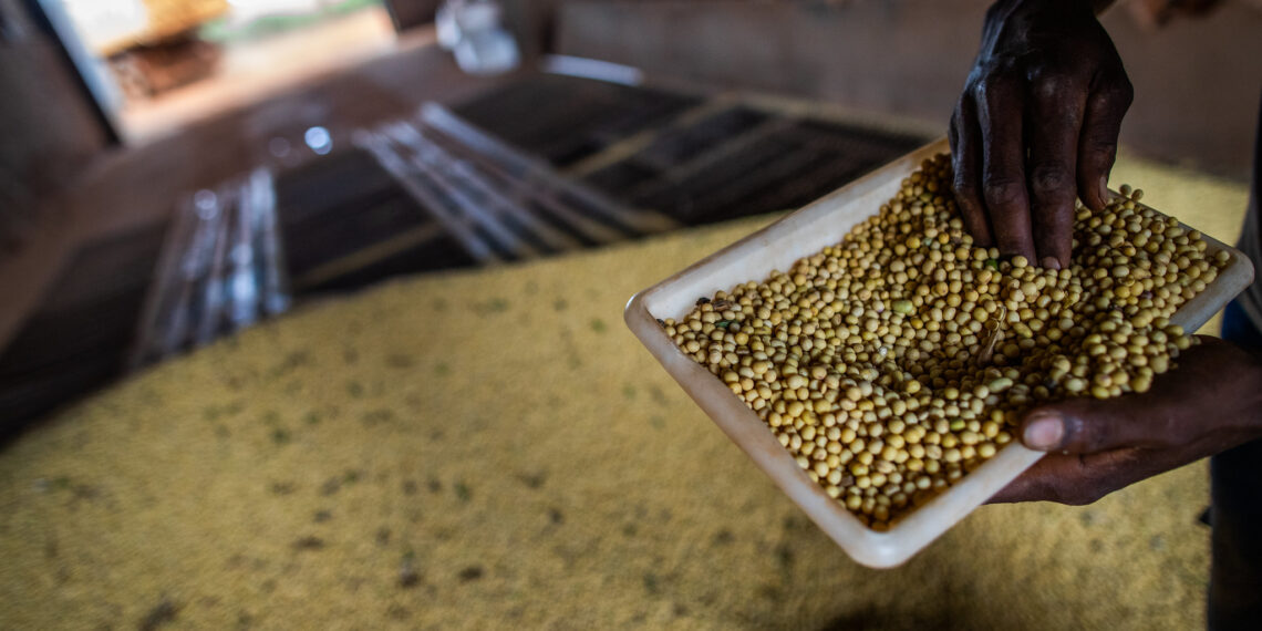 grãos de soja pós colheita