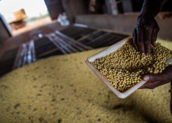 grãos de soja pós colheita