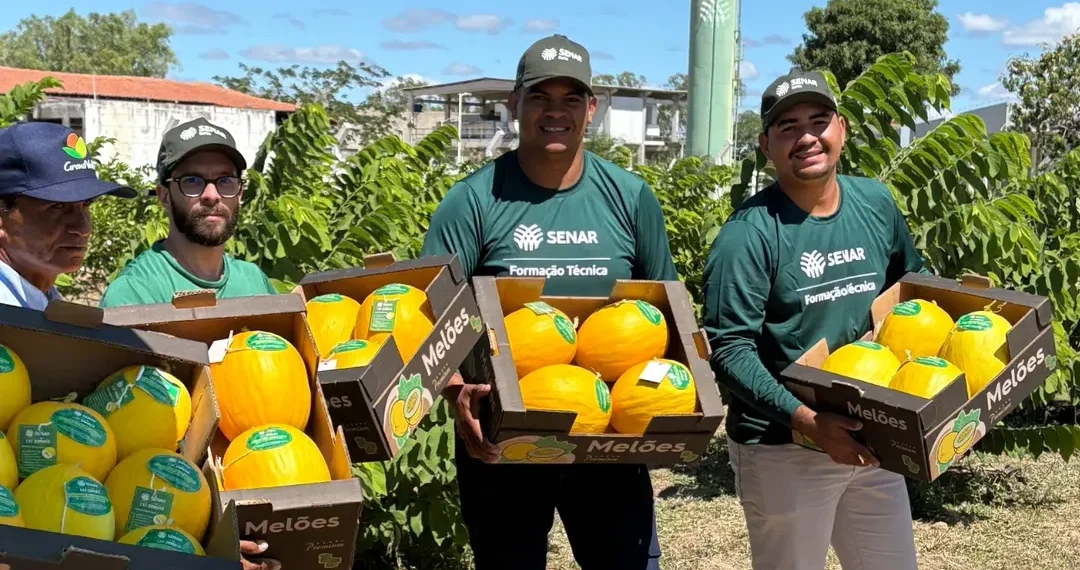 Estudantes do Centro de Excelência em Fruticultura do Senar em Juazeiro/BA colhem 750 kg de melão premium com padrão de exportação