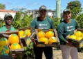 Estudantes do Centro de Excelência em Fruticultura do Senar em Juazeiro/BA colhem 750 kg de melão premium com padrão de exportação