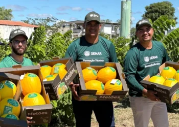 Estudantes do Centro de Excelência em Fruticultura do Senar em Juazeiro/BA colhem 750 kg de melão premium com padrão de exportação